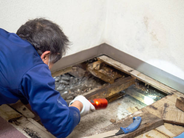 Best Crawl Space Mold Removal  in Leadwood, MO