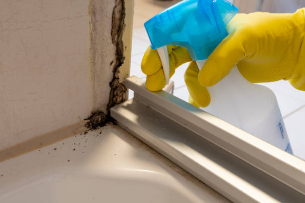 Professional Mold Removal in Leadwood, MO
