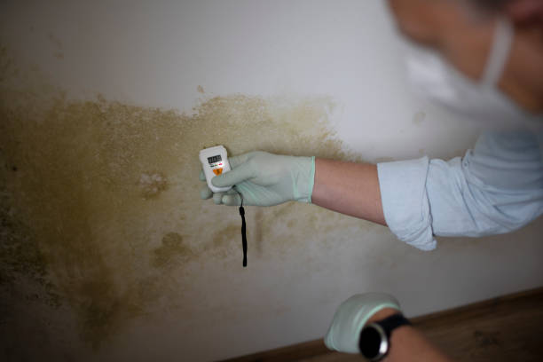 Best Emergency Mold Removal  in Leadwood, MO