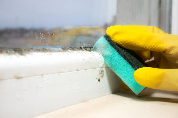 Professional Mold Removal in Leadwood, MO