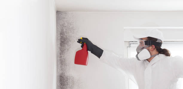 Best Fast Mold Removal  in Leadwood, MO