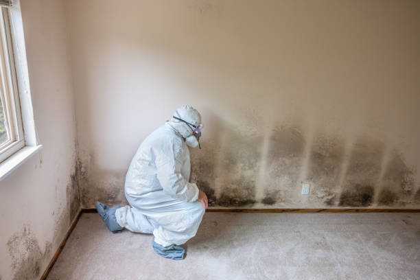 Crawl Space Mold Removal in Leadwood, MO