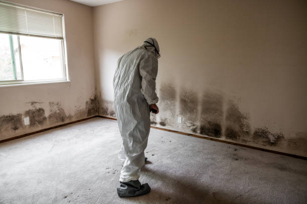 Best Mold Damage Repair  in Leadwood, MO