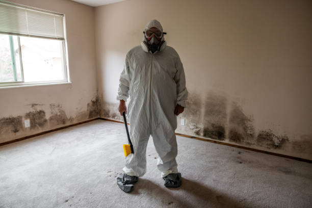 Best Commercial Mold Removal  in Leadwood, MO