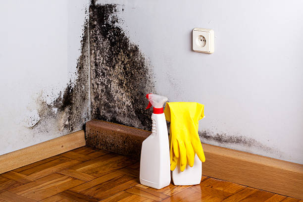Best Professional Mold Removal  in Leadwood, MO