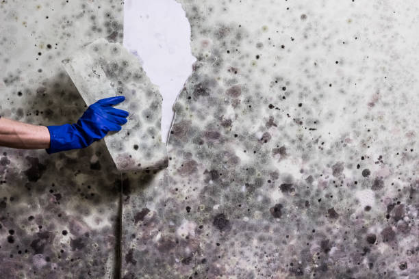 Best Mold Remediation  in Leadwood, MO