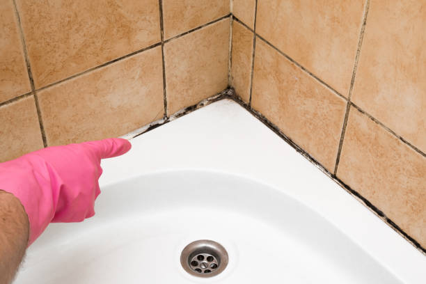 Best Black Mold Removal  in Leadwood, MO